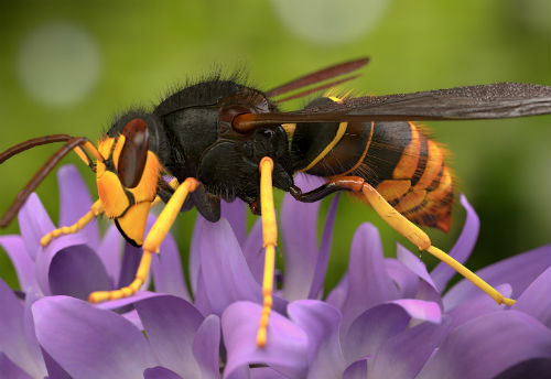 Projeto para controlo e erradicação da vespa asiática