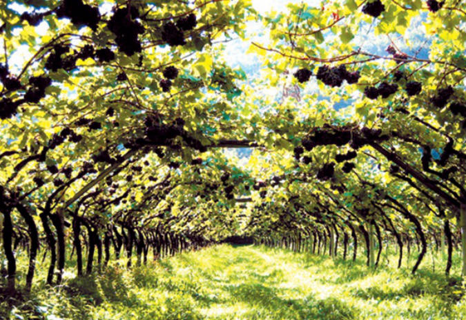 obradoiro viñocultura