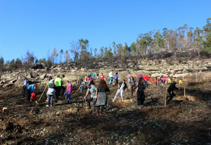 A Comunidade de Montes de Ponteareas planta 400 frondosas  na Picaraña