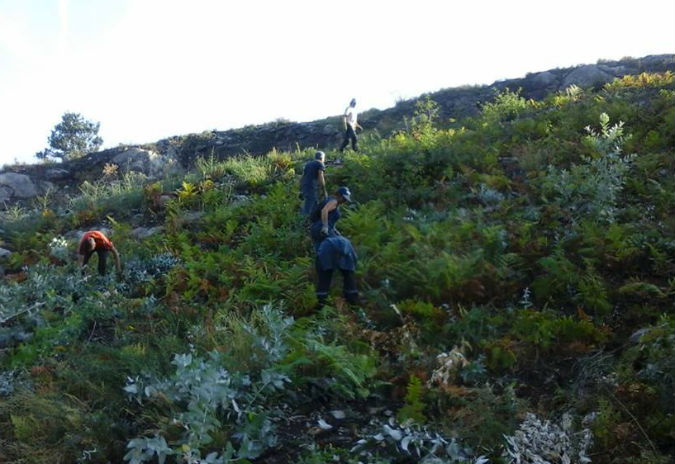 A comunidade de montes de Taboexa insiste coa II Xornada de Arrincado de Eucaliptos