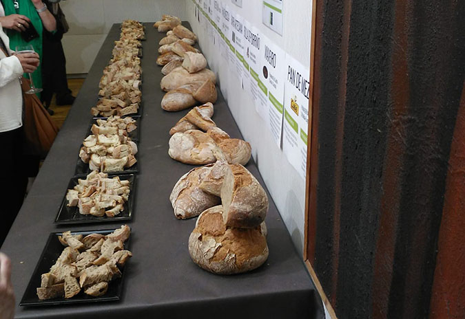 Un pan de centeo con historia representa a Tomiño nunha cátedra da Universidade de Lugo