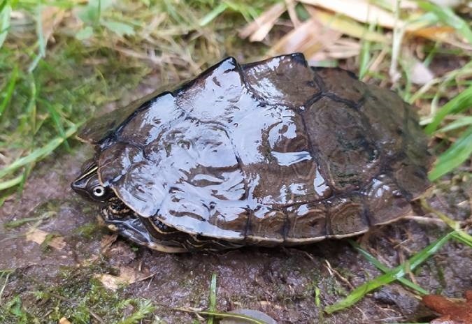 Tartaruga exótica foi encontrada no rio Minho em Vila Nova de Cerveira