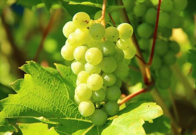 ANCEVE contesta proibição de venda de bebidas alcoólicas após as 20h