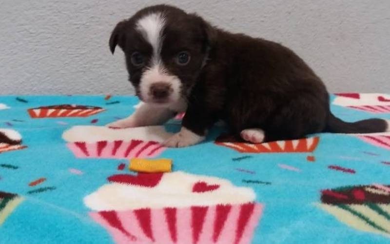 Récord de adopcións en 2020 no Centro de Acollida (CAAN) da Deputación de Pontevedra