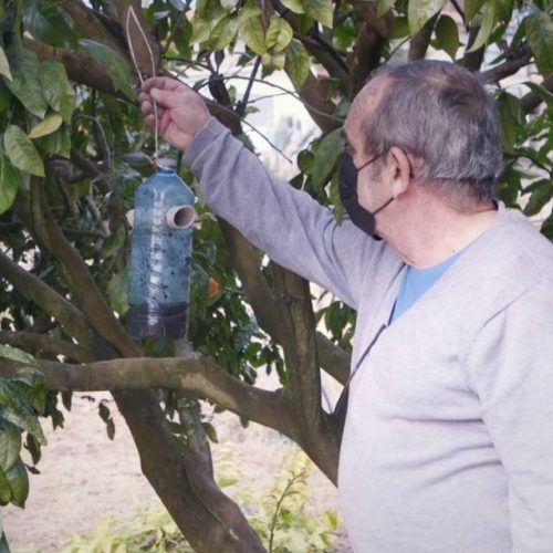 O Rosal impulsa campaña contra a vespa velutina