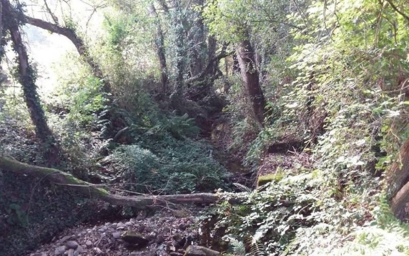A Confederación Hidrográfica Miño-Sil limpou os ríos na comarca da Limia