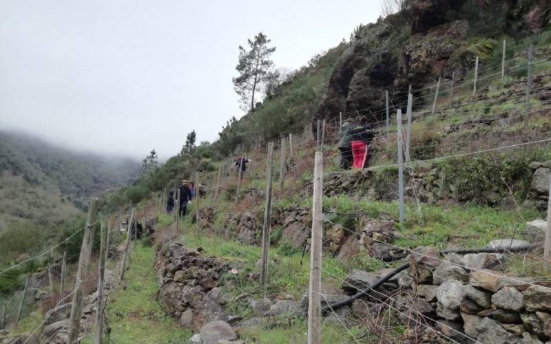 Alumnos do IES Ribeiro de Sober podaron vides nos Chancís