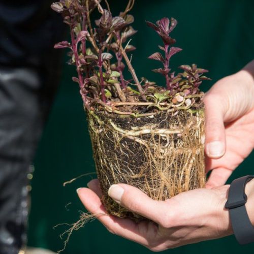 Plantação de 50 árvores, arbustos e plantas aromáticas no PANT