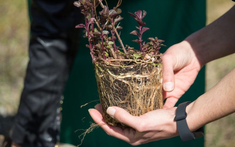 Plantação de 50 árvores, arbustos e plantas aromáticas no PANT