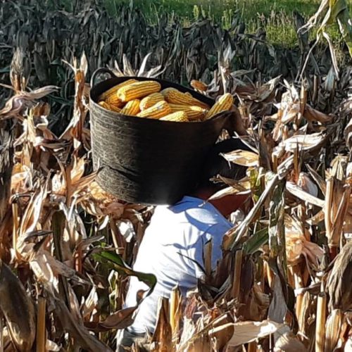 Concello de Oia convida á veciñanza a participar nun documental sobre a agricultura tradicional