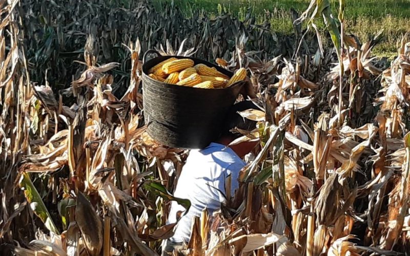 Concello de Oia convida á veciñanza a participar nun documental sobre a agricultura tradicional
