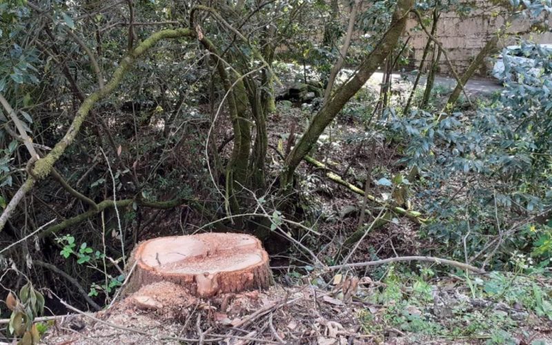 Desaparecen dous carballos da carballeira municipal do Souto en Salceda de Caselas