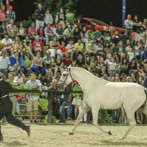 Cancelada a edição 2021 da Feira do Cavalo de Ponte de Lima