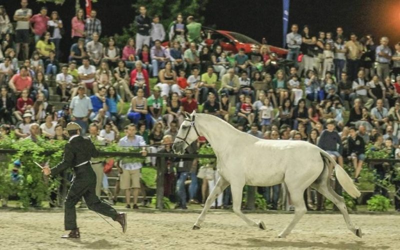 Cancelada a edição 2021 da Feira do Cavalo de Ponte de Lima