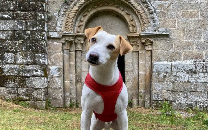 Pipper, o popular can que deu a volta a España, visita Ourense e Lugo