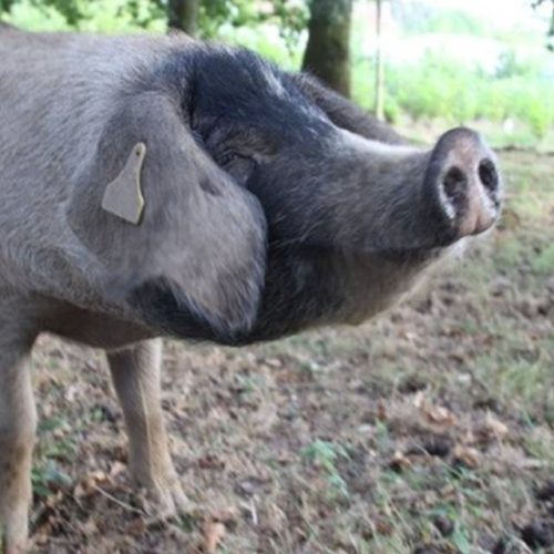 A Xunta busca a mellora xenética do porco celta