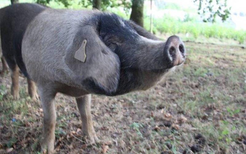 A Xunta busca a mellora xenética do porco celta