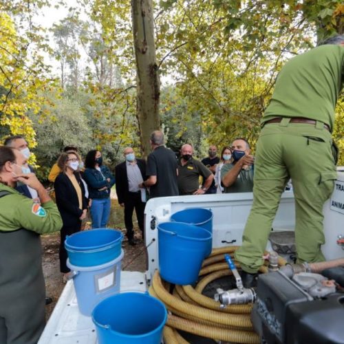 O río Tea acolle unha solta de alevíns de salmón