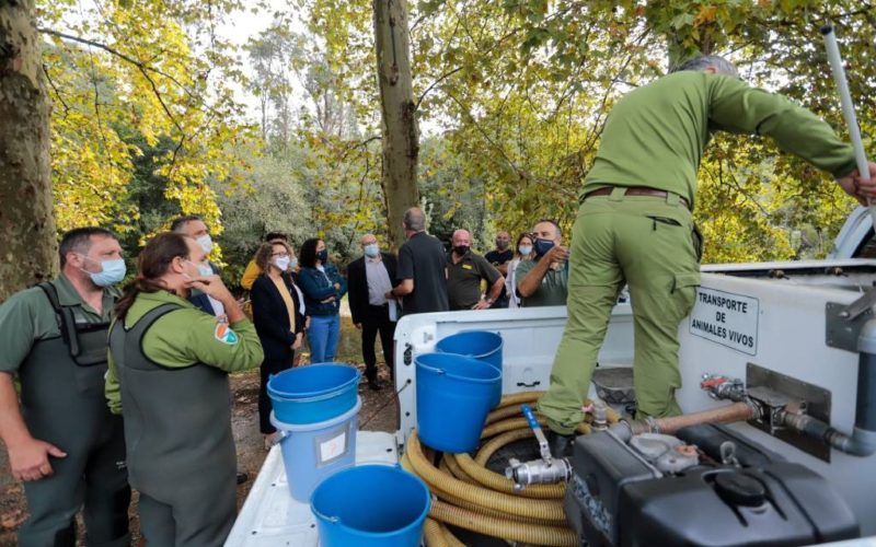 O río Tea acolle unha solta de alevíns de salmón