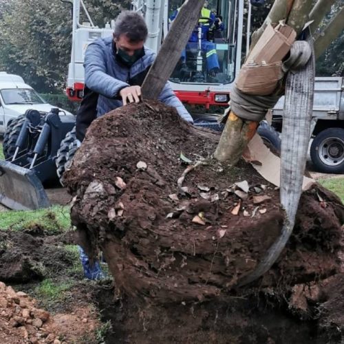 Transplantada en Tui unha camelia xapónica de 35 anos aos Xardíns de Troncoso