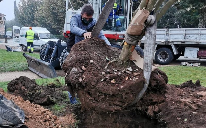 Transplantada en Tui unha camelia xapónica de 35 anos aos Xardíns de Troncoso