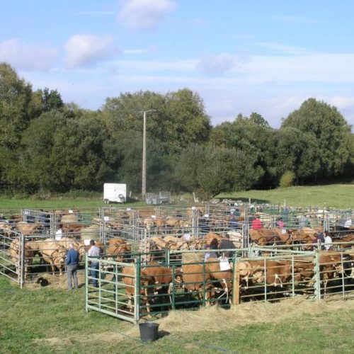 Exposición de gando vacún en Montederramo o 12 de outubro