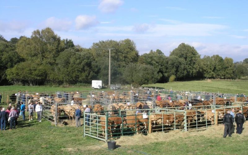 Exposición de gando vacún en Montederramo o 12 de outubro