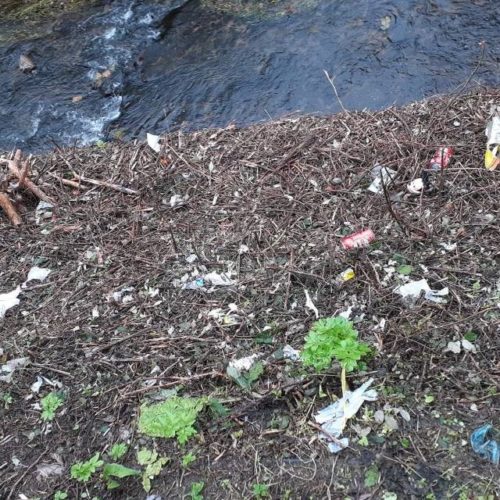 PSdeG denuncia o “arboricidio” no Río Barbaña en Ourense