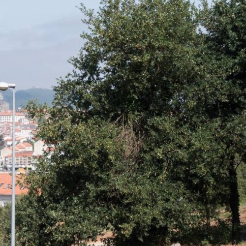 PP e BNG vetaron a creación dunha rede de bosques autóctonos públicos en Galicia