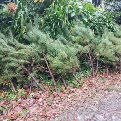 Paredes de Coura oferece pinheiros naturais para ornamentação natalícia