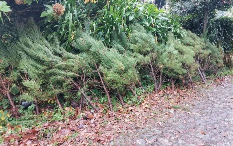Paredes de Coura oferece pinheiros naturais para ornamentação natalícia