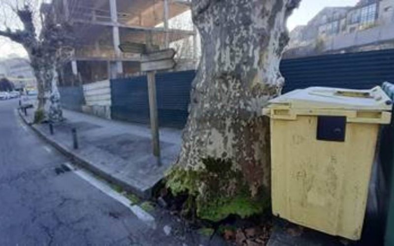 BNG Mondariz Balneario insta ao Concello a atallar o “calamitoso” estado do arborado municipal