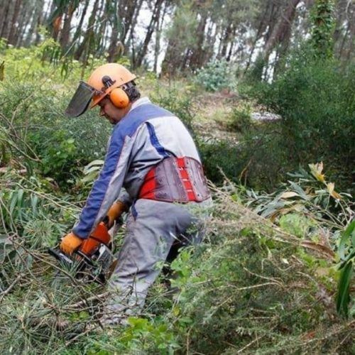 Limpeza de parcelas para a prevención forestal na Cañiza