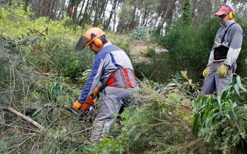 Limpeza de parcelas para a prevención forestal na Cañiza