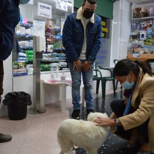 Campaña de implantación de microchip para cans en Mos