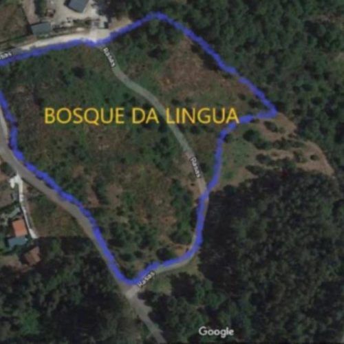 O Bosque da Lingua toma forma cun anfiteatro en Couso (Gondomar)