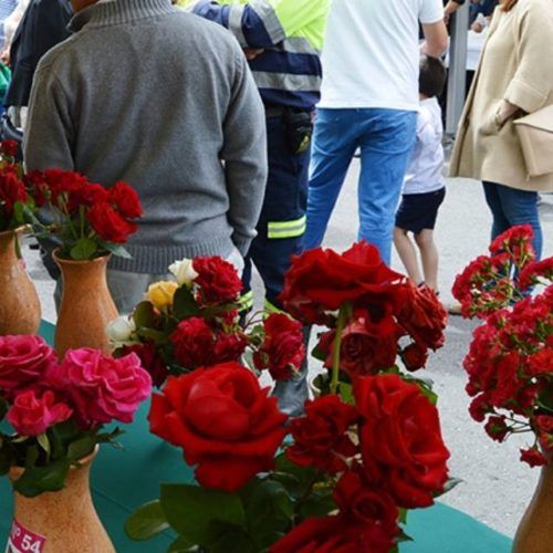 Xa é realidade “O libro da rosa” de Mos