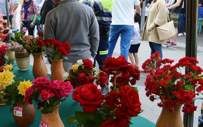 Xa é realidade “O libro da rosa” de Mos