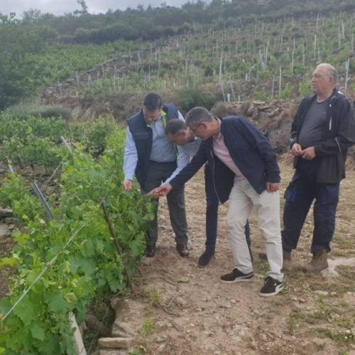 Danos rexistrados na subzona de Amandi, na Ribeira Sacra