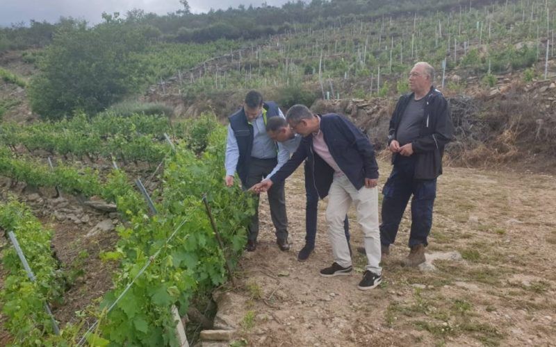 Danos rexistrados na subzona de Amandi, na Ribeira Sacra