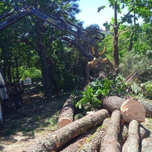 Corte dos piñeiros do parque Ferro Ucha en Ponteareas