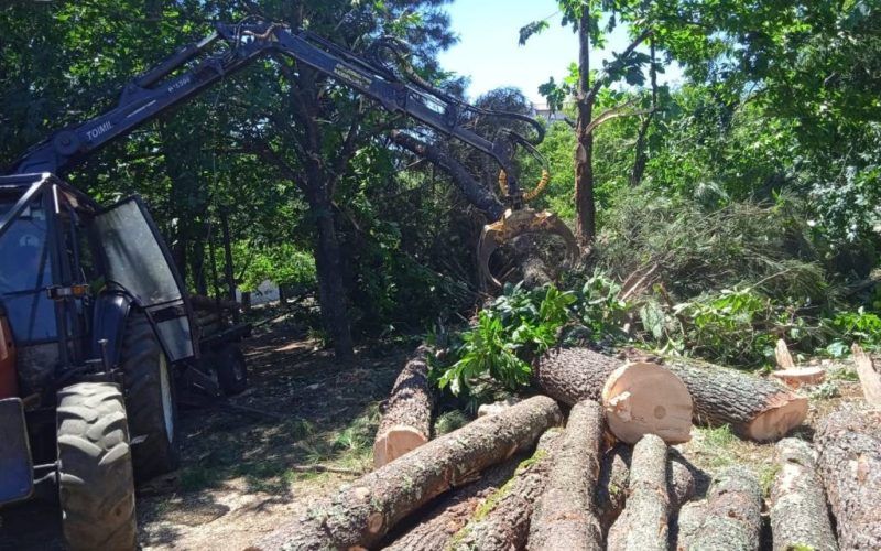 Corte dos piñeiros do parque Ferro Ucha en Ponteareas