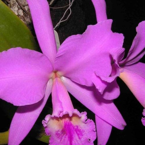 V Feira Exposición Internacional das Orquídeas en Salvaterra