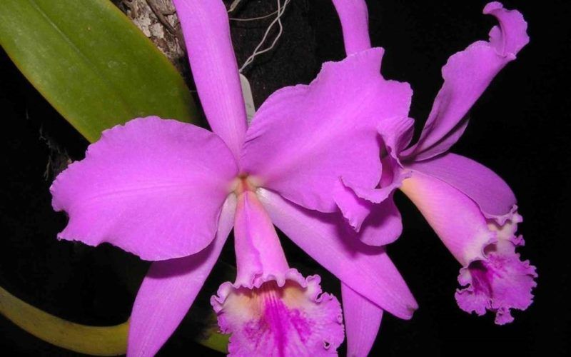 V Feira Exposición Internacional das Orquídeas en Salvaterra