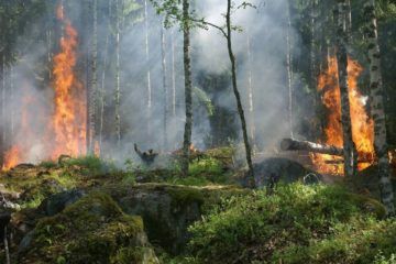 Ex-sapador florestal detido por autoria de três incendios em Monção