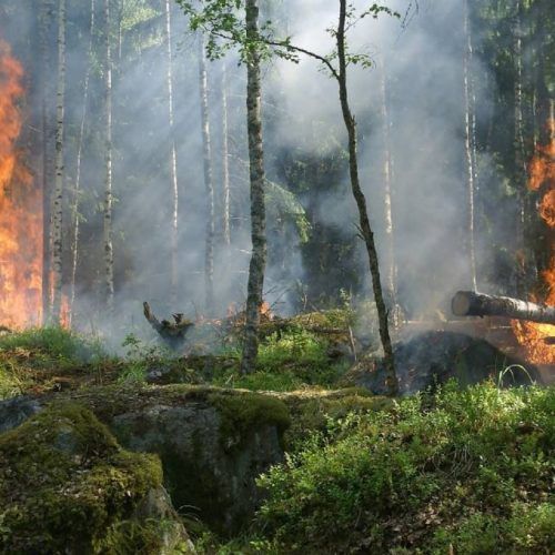 Ex-sapador florestal detido por autoria de três incendios em Monção