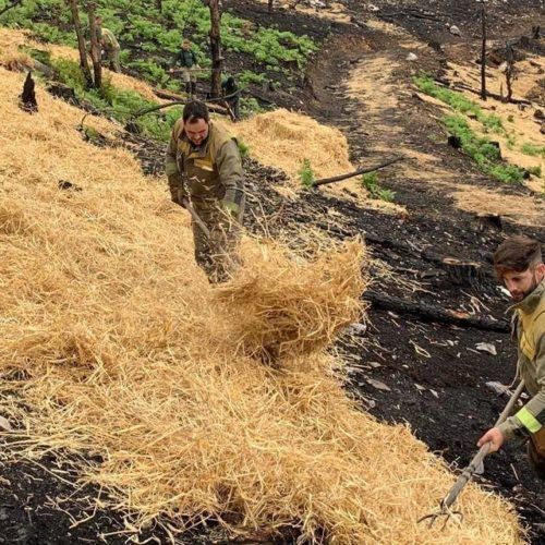 Recuperación de zonas afectadas por incendios en 106 hectáreas no Courel