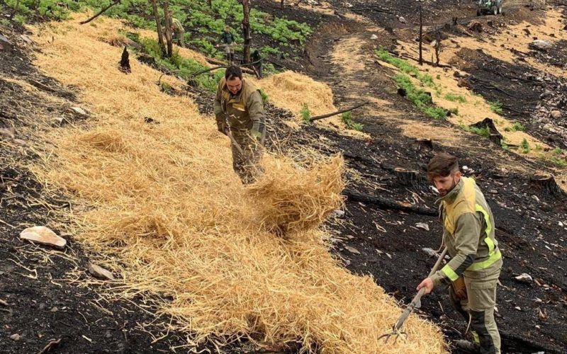 Recuperación de zonas afectadas por incendios en 106 hectáreas no Courel