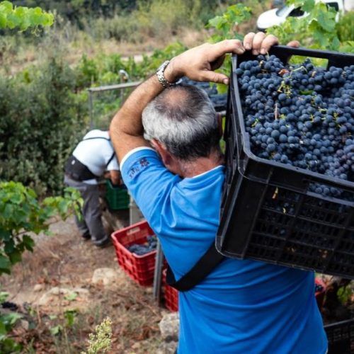 Ribeira Sacra xa vendimou seis millóns de quilos de uvas