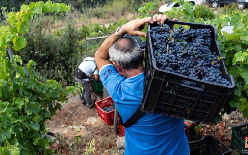 Ribeira Sacra xa vendimou seis millóns de quilos de uvas